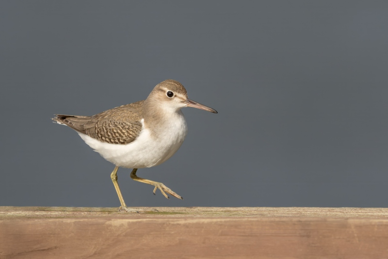 Spotted-Sandpiper-3200-juvenile-on-pier-railing-_DSC8645-Indian-Lake-Estates-FL