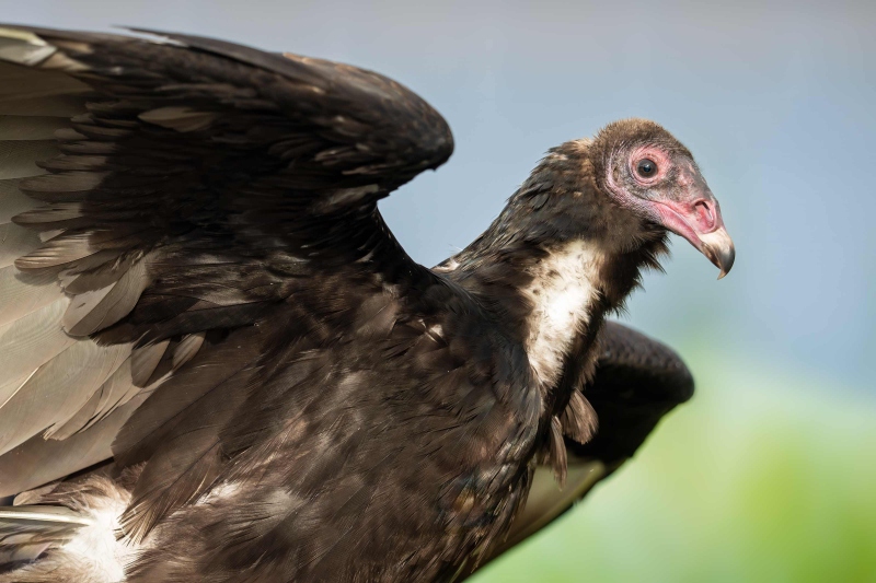 Tureky-Vulture-3200-with-wings-raised-_DSC7858-Indian-Lake-Estates-FL