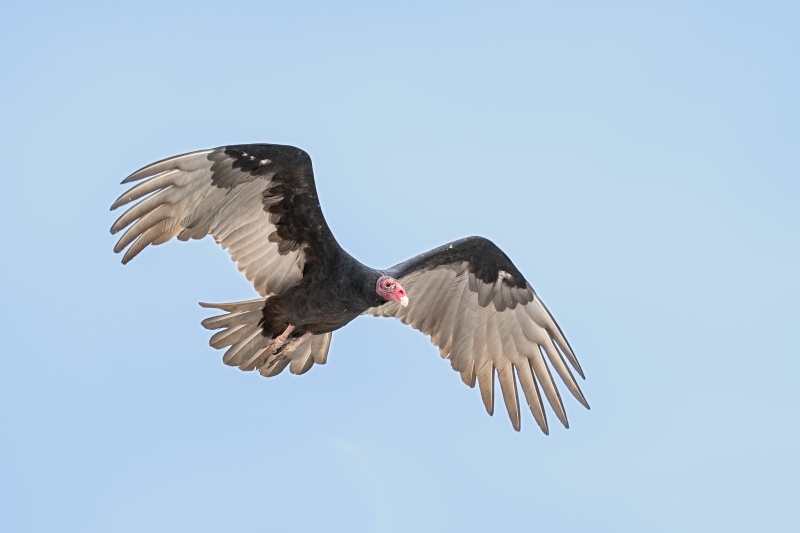 Turkey-Vulture-3200-SKY-BLUER-in-flight-on-white-sky-morning-_DSC4852-Indian-Lake-Estates-FL