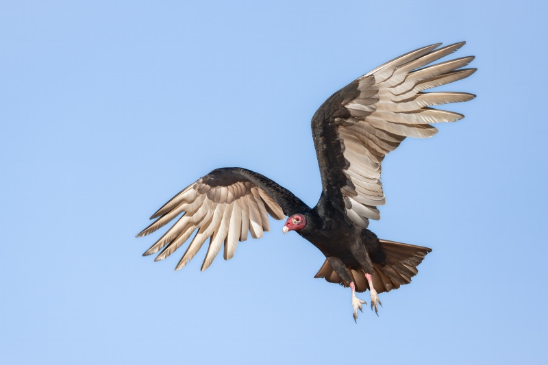 Turkey-Vulture-3200-SKY-FIX-adult-taking-flight-_DSC2538-Indian-Lake-Estates-FL