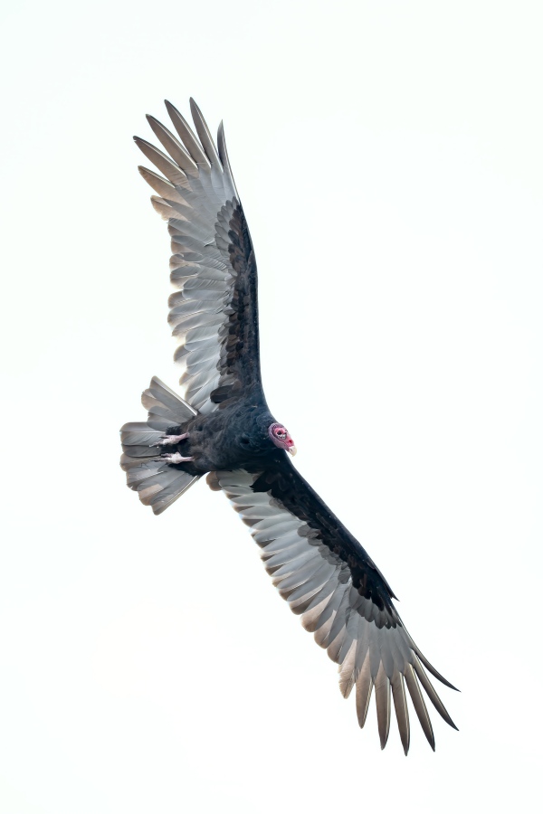 Turkey-Vulture-3200-SKY-WHITER-in-flight-_DSC4938-Indian-Lake-Estates-FL