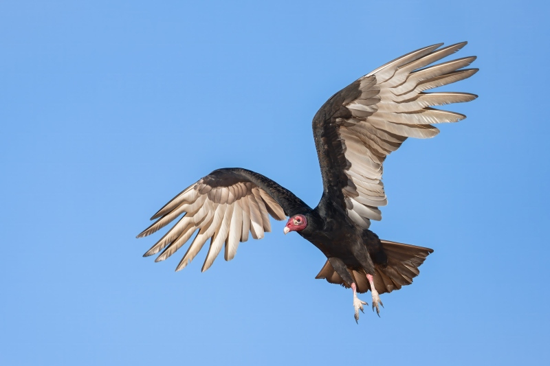Turkey-Vulture-3200-adult-taking-flight-_DSC2538-Indian-Lake-Estates-FL