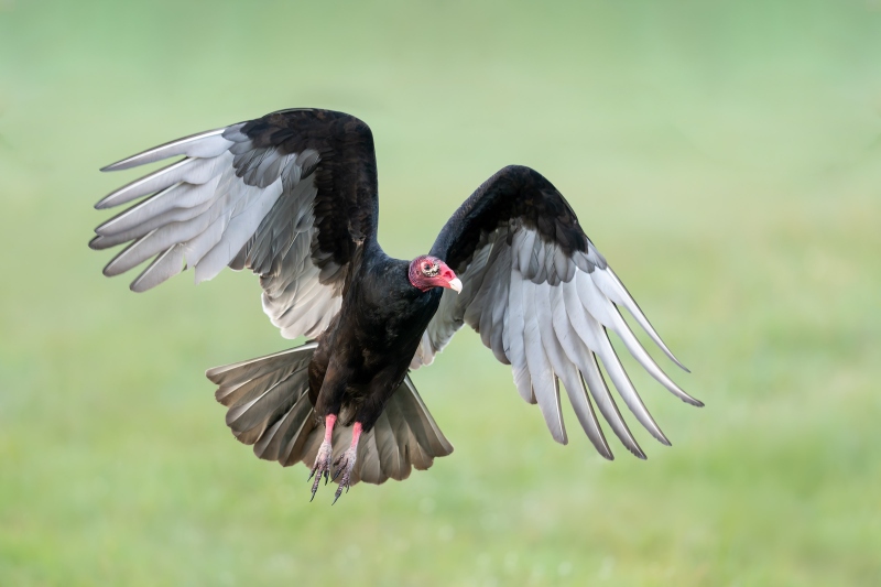 Turkey-Vulture-3200-adult-taking-flight-_DSC7797-Indian-Lake-Estates-FL