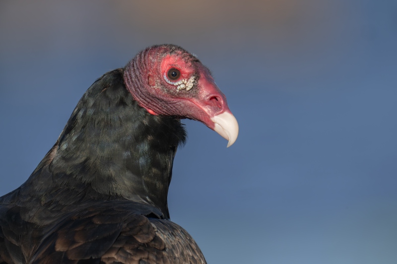 Turkey-Vulture-3200-head-portrait-_DSC4231-Indian-Lake-Estates-FL
