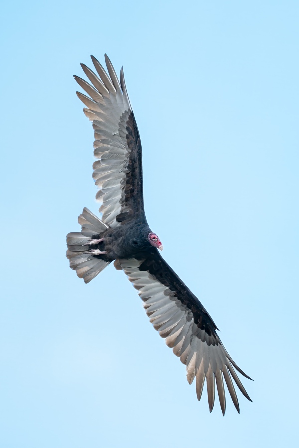 Turkey-Vulture-3200-in-flight-_DSC4938-Indian-Lake-Estates-FL
