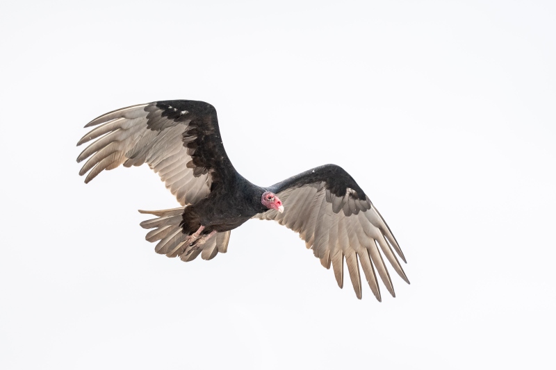 Turkey-Vulture-3200-in-flight-on-white-sky-morning-_DSC4852-Indian-Lake-Estates-FL