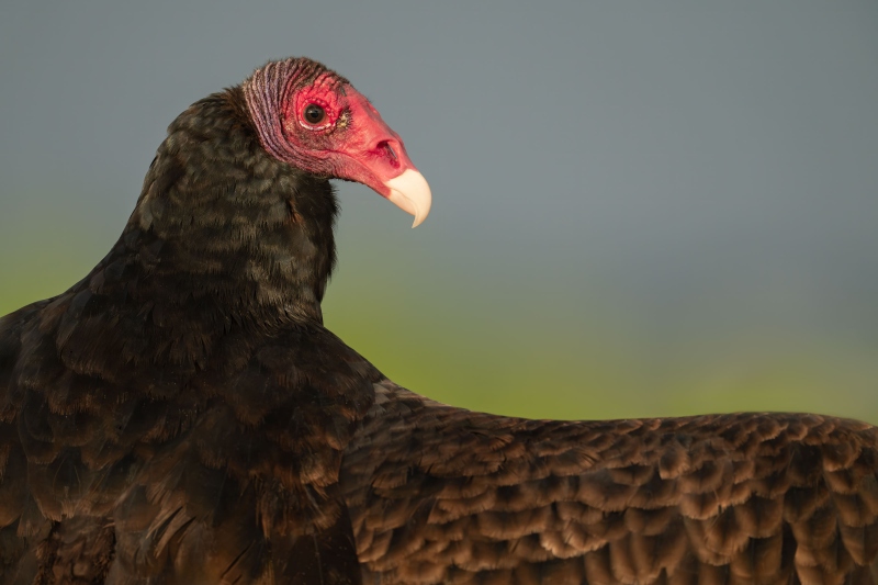 Turkey-Vulture-3200-streching-wings-600mm-f-6.3-w-1-4X-TC-_DSC0695-Indian-Lake-Estates-FL