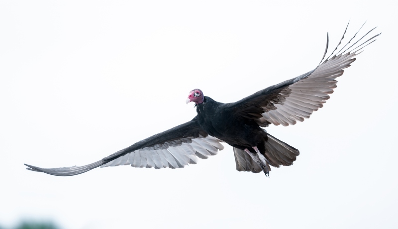Turkey-Vulture-3200-taking-flight-from-pavilion-roof-_DSC7680-Indian-Lake-Estates-FL