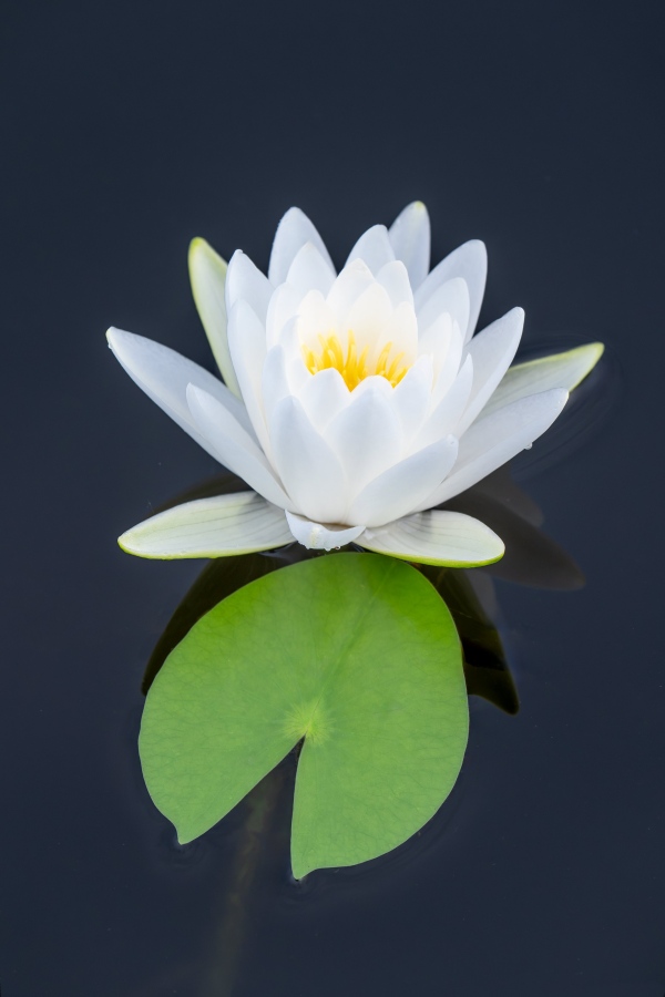 Water-Lilly-blossom-3200A-_DSC8551-Indian-Lake-Estates-FL