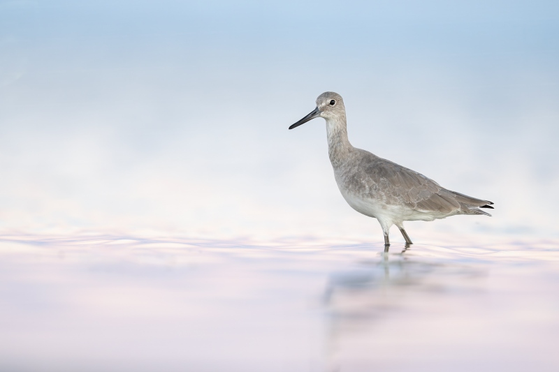Willet-3200-basic-plumage-_DSC9705-Fort-DeSoto-Park-FL