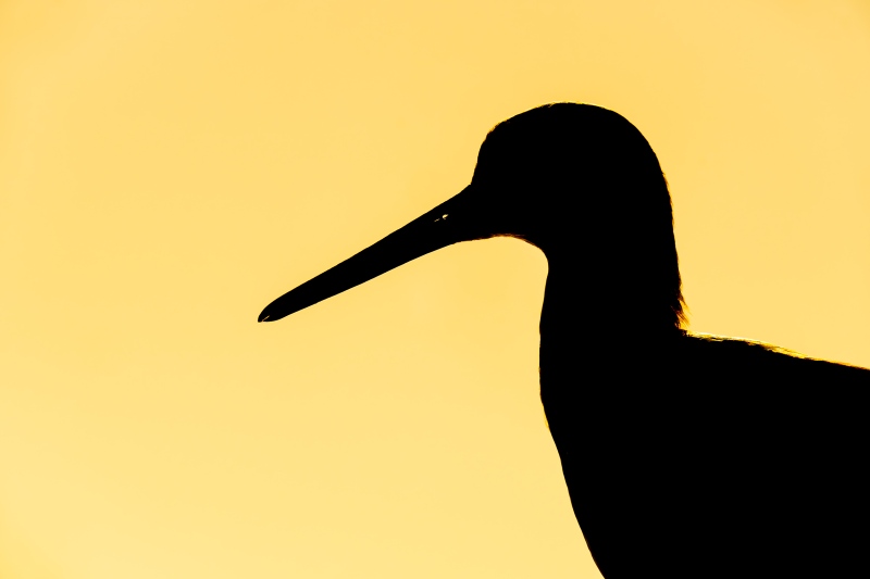 Willet-3200-white-sky-SILH-_DSC4340-Fort-DeSoto-Park-FL