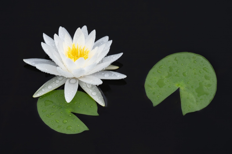water-lilly-3200-blossom-_DSC9677-Indian-Lake-Estates-FL