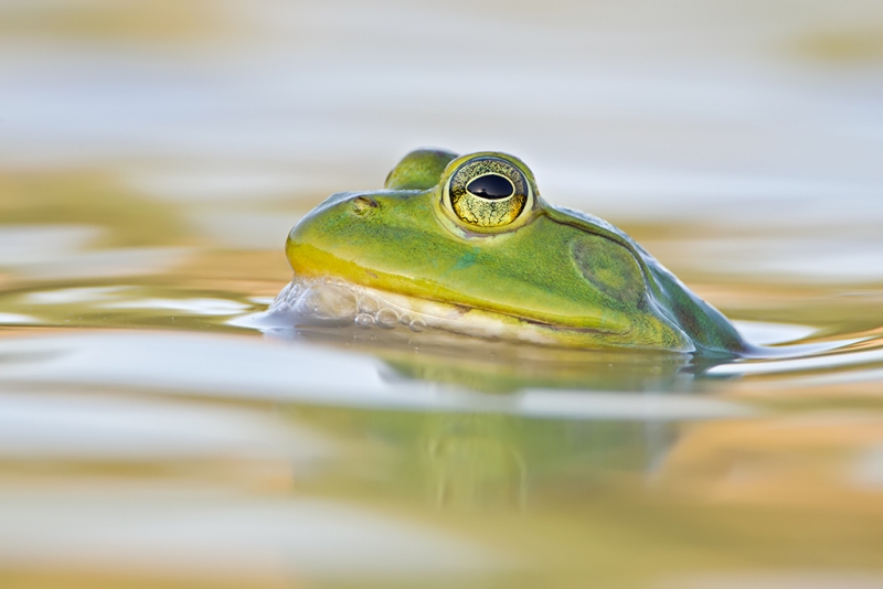 bullfrog