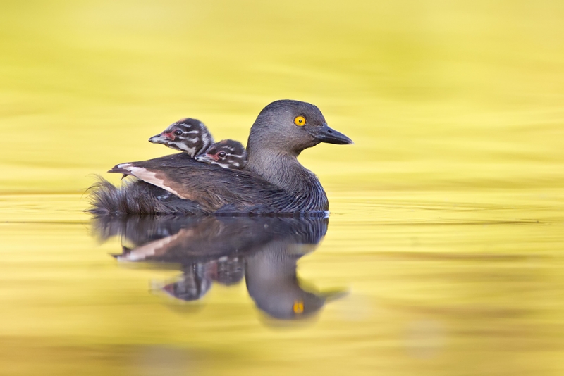 grebes