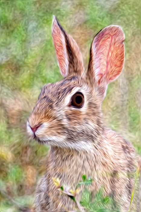 rabbitpixelbender